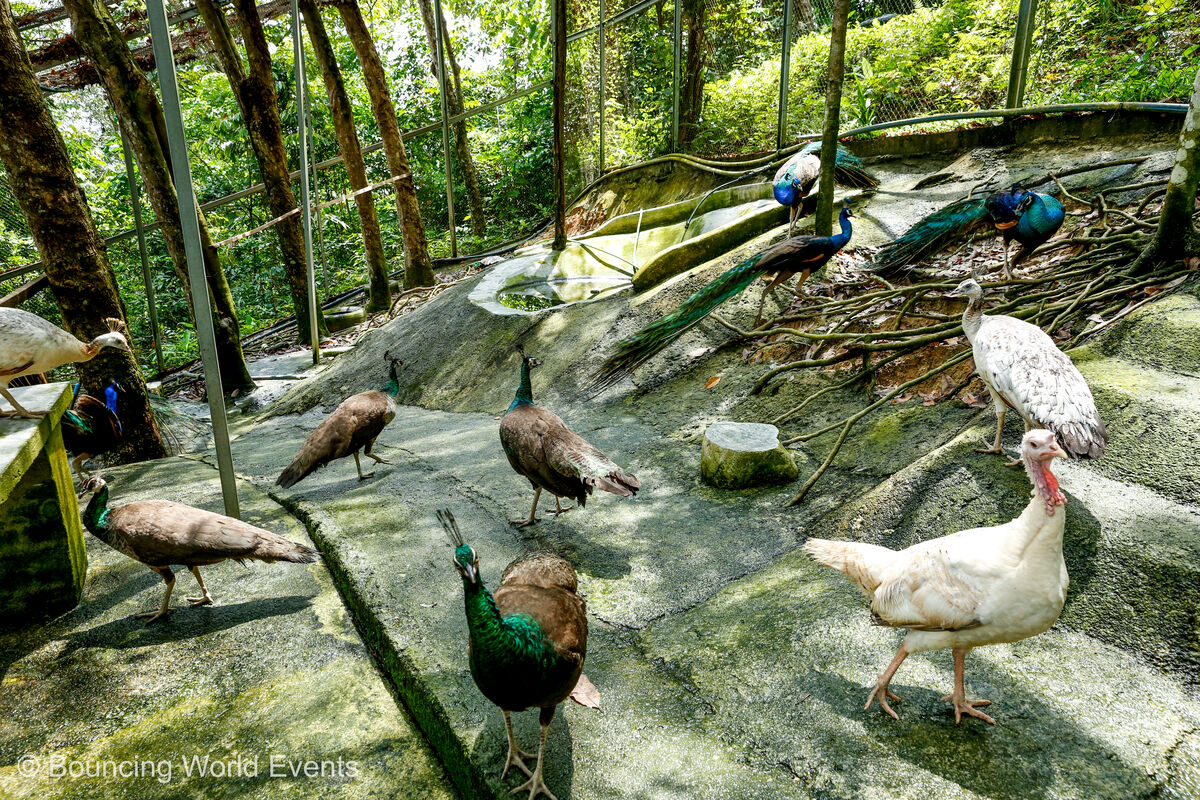 Turkey and exotic birds in enclosure